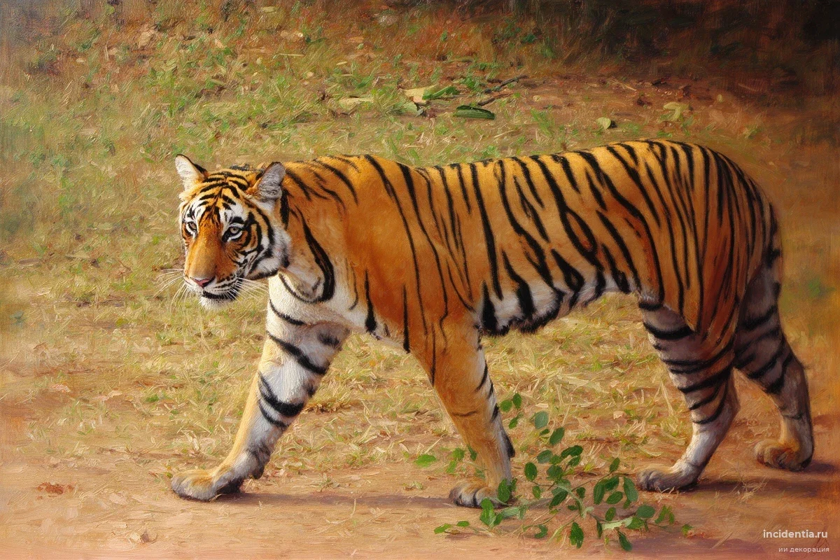 Тигр напал на пенсионерку на глазах у соседей: 13-я жертва хищников в Махараштре